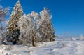 Winter snow landscape, High Fens, Belgium Royalty Free Stock Photo