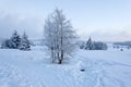 Winter snow landscape, High Fens, Belgium Royalty Free Stock Photo