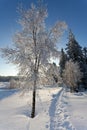 Winter snow landscape hiking path, High Fens, Belgium Royalty Free Stock Photo