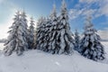Winter snow landscape, pine trees, High Fens, Belgium Royalty Free Stock Photo