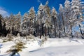 Winter snow landscape, pine trees, High Fens, Belgium Royalty Free Stock Photo