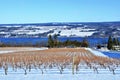 Vineyard on Seneca Lake, New York. Winter Scene