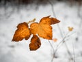 orange leaves close-up macro bokeh background winter day snow Royalty Free Stock Photo