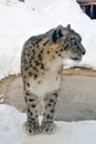 In winter the snow leopard Royalty Free Stock Photo