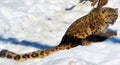 In winter the snow leopard Royalty Free Stock Photo