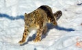 In winter the snow leopard Royalty Free Stock Photo