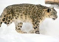 In winter the snow leopard Royalty Free Stock Photo