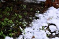 Winter snow meeting little green grass and plants