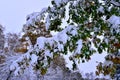 Winter Snow on Oak Leaves and Branshes in Autumn Royalty Free Stock Photo