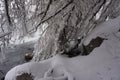 Winter, snow, river, trees