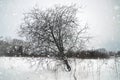 Winter snow rustic lonely tree