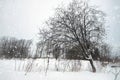 Winter snow rustic lonely tree