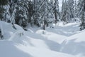 Winter snow scene with snow covered trees on Mount Seymour`s Dog Mountain Hike