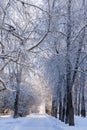 Winter snow scenery with sunny alley in winter snow forest park covered fluffy snow.