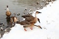 Several wild geese came ashore looking for food..