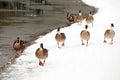 Several wild geese are walking freely on the snow-covered shore.