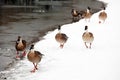 Several wild geese are walking freely on the snow-covered shore.