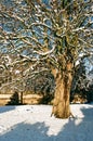 Winter Snow in Shrewsbury, UK Royalty Free Stock Photo