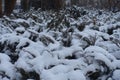 Winter snow on shrubs of savin juniper