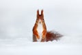 Winter snow squirrel with big orange tail. Model pose photo in winter cold forest. Cute orange red squirrel eats a nut in winter Royalty Free Stock Photo