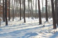 Winter snow storm in a forest with wind blowing the snowflakes through the trees. roots of trees in the snow Royalty Free Stock Photo