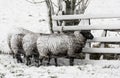 Four Sheep Snow Storm Noordeloos Royalty Free Stock Photo