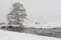 Tree Winter Snow Storm Noordeloos Royalty Free Stock Photo