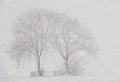 Trees in Snow Storm Noordeloos Royalty Free Stock Photo