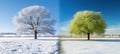 Winter snow and summer green trees outdoors, environmental change and global warming concept Royalty Free Stock Photo