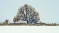 Winter snow theme landscape with a powerful ancient oak tree at a border