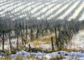 Winter snow theme landscape at the vineyard Royalty Free Stock Photo