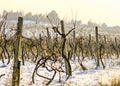 Winter snow theme landscape at the vineyard Royalty Free Stock Photo