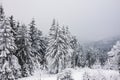 Winter with snow in the Thuringian Forest near Oberhof, Germany Royalty Free Stock Photo