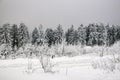 Winter with snow in the Thuringian Forest near Oberhof, Germany Royalty Free Stock Photo