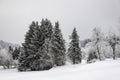 Winter with snow in the Thuringian Forest near Oberhof, Germany Royalty Free Stock Photo