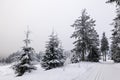Winter with snow in the Thuringian Forest near Oberhof, Germany Royalty Free Stock Photo