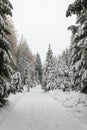 Winter with snow in the Thuringian Forest near Oberhof, Germany Royalty Free Stock Photo