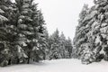 Winter with snow in the Thuringian Forest near Oberhof, Germany Royalty Free Stock Photo