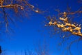 Winter snow tree branches and crones in warm yellow orange lantern street light in front of dark blue evening sunset sky Royalty Free Stock Photo