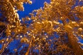 Winter snow tree branches and crones in warm yellow orange lantern street light in front of dark blue evening sunset sky Royalty Free Stock Photo