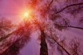 Winter snow trees with bright yellow sun with long sunny rays Royalty Free Stock Photo