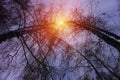 Winter snow trees with bright yellow sun with long sunny rays