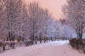 Winter snow trees. Park with alley tree rows. Royalty Free Stock Photo