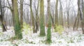 Winter Snow Trees, Park Road Perspective, White Alley Tree Rows Royalty Free Stock Photo