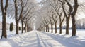 Winter Snow Trees, Park Road Perspective, White Alley Tree Rows convergence Royalty Free Stock Photo