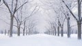 Winter Snow Trees, Park Road Perspective, White Alley Tree Rows convergence