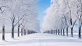 Winter Snow Trees, Park Road Perspective, White Alley Tree Rows convergence Royalty Free Stock Photo