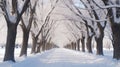 Winter Snow Trees, Park Road Perspective, White Alley Tree Rows convergence