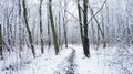 Winter Snow Trees, Park Road Perspective, White Alley Tree Rows Royalty Free Stock Photo