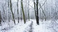 Winter Snow Trees, Park Road Perspective, White Alley Tree Rows